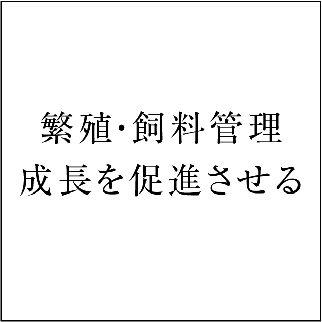 共立ファーム繁殖・飼料管理成長を促進させる