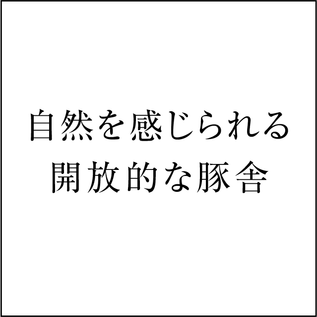 共立ファームのこだわり・自然を感じられる開放的な豚舎